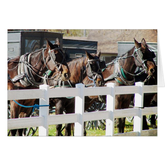 A Line of Amish Horses (Front Horizontal)