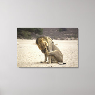 A Lion cleaning its back paw, Kgalagadi Canvas Print
