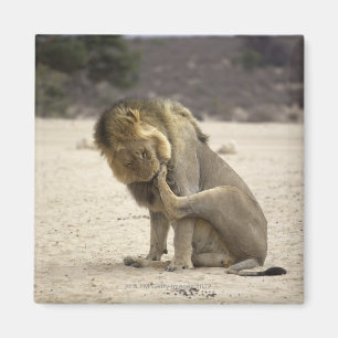 A Lion cleaning its back paw, Kgalagadi Magnet