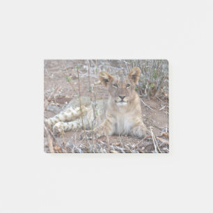 A Lion Cub With A Sweet, Innocent Gaze. Post-it Notes