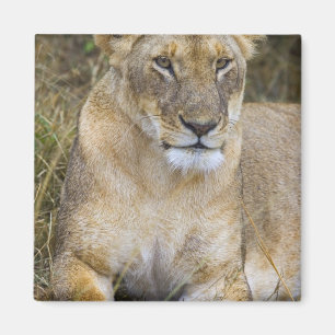 A lion sitting the high grass of the Maasai Magnet