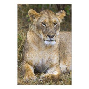 A lion sitting the high grass of the Maasai Photo Print
