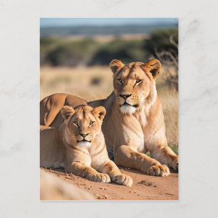 A Lioness with Her Cub  Postcard