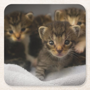 A Litter of Adorable Little Kittens Square Paper Coaster