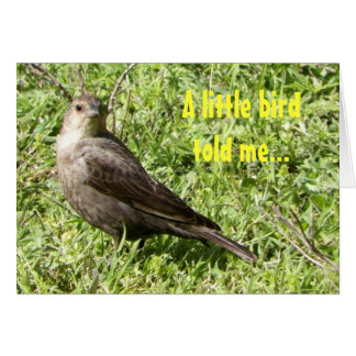 A little bird told me