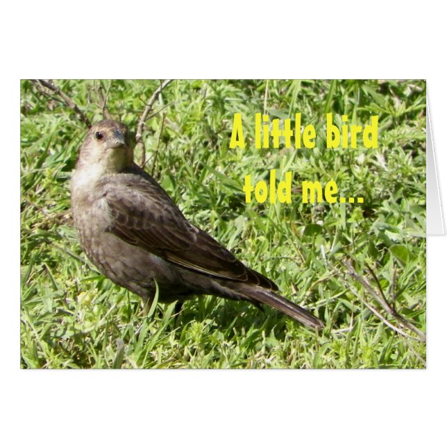 A little bird told me (Front Horizontal)