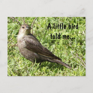 A Little Bird Told Me - Postcard