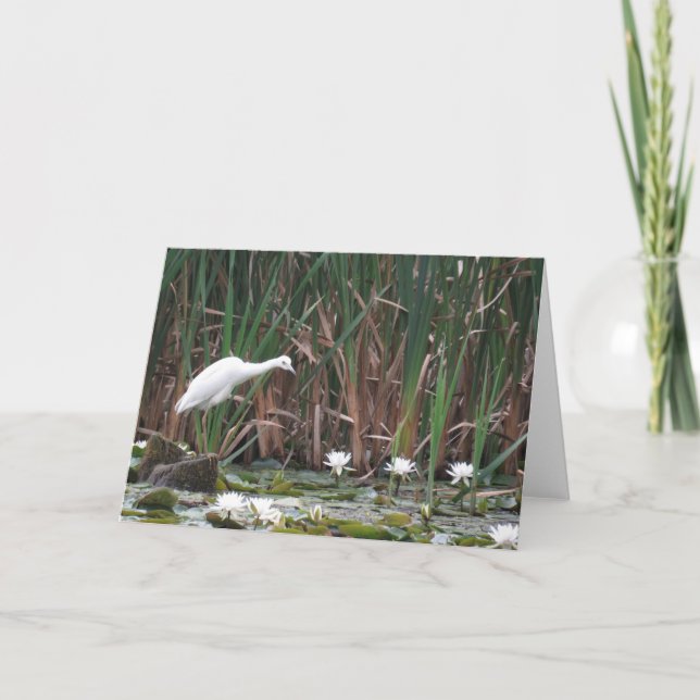 A Little Blue Heron Fishing Card (Front)