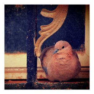 A Little Fluff Poster