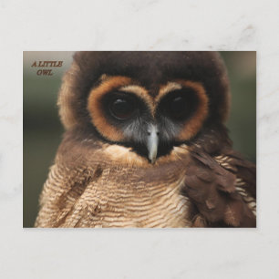 A LITTLE OWL POSTCARD