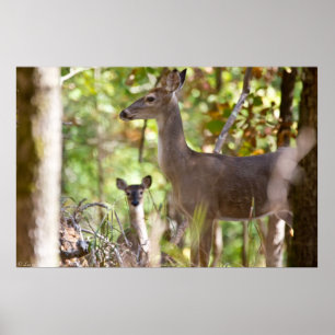 "A Little Surprize" Whitetail Deer Poster