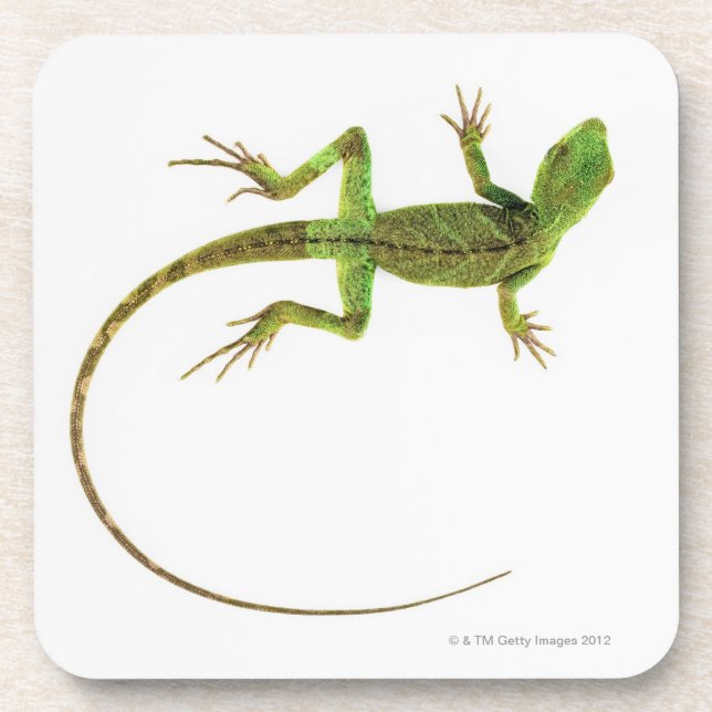 A lizard on pure white ground coaster (Front)