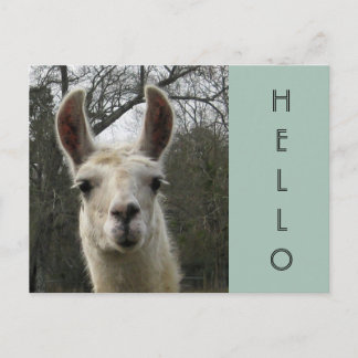 A Llama Hello Postcard