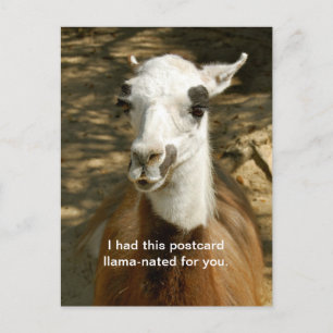 A Llama -nated funny animal postcard. Postcrossing Postcard