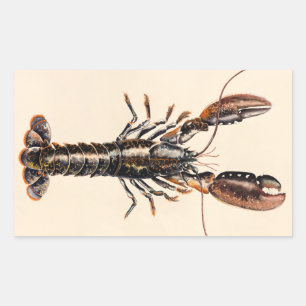 A Lobster from Solva Rectangular Sticker