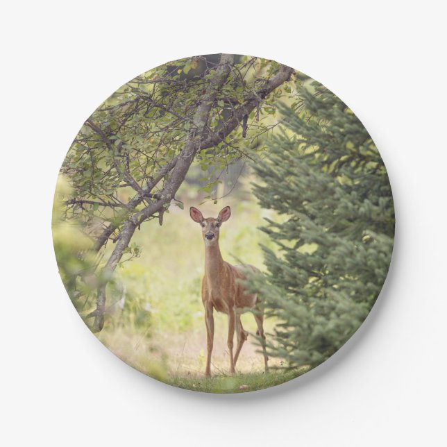 A Lone Deer  Paper Plate (Front)
