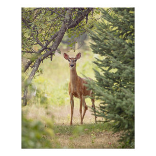 A Lone Deer  Poster