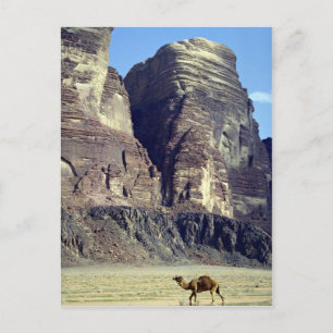 A lonely camel, Wadi Rum Desert, Jordan Desert Postcard