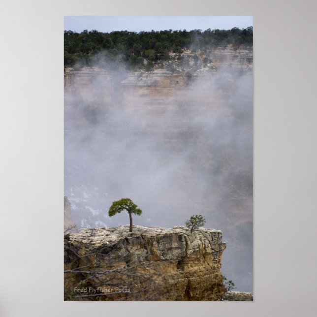 A Lonely Grand Canyon Tree Poster (Front)