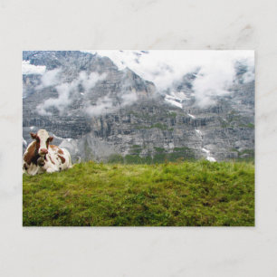 A lonesome cow in the Swiss Alps - Postcard