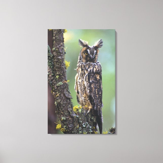 A long-eared owl perched on a tree branch canvas print (Front)