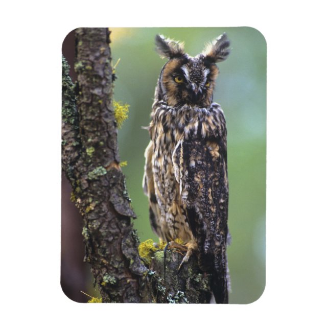A long-eared owl perched on a tree branch magnet (Vertical)