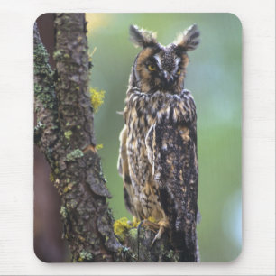 A long-eared owl perched on a tree branch mouse pad