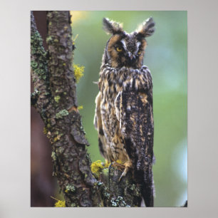 A long-eared owl perched on a tree branch near poster