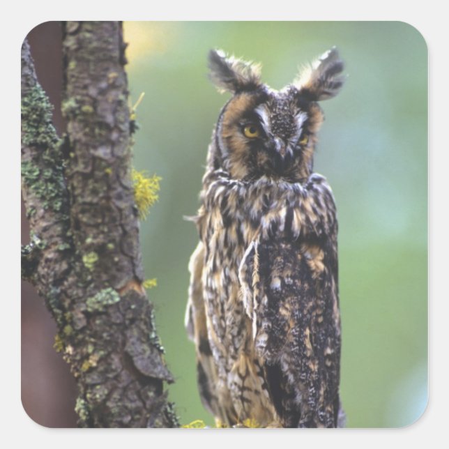 A long-eared owl perched on a tree branch square sticker (Front)