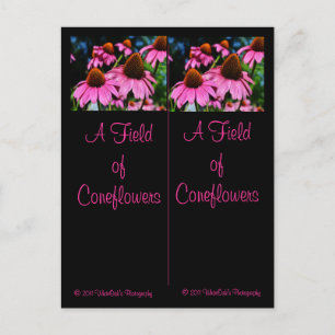 A lot of Coneflowers Bookmark Postcard