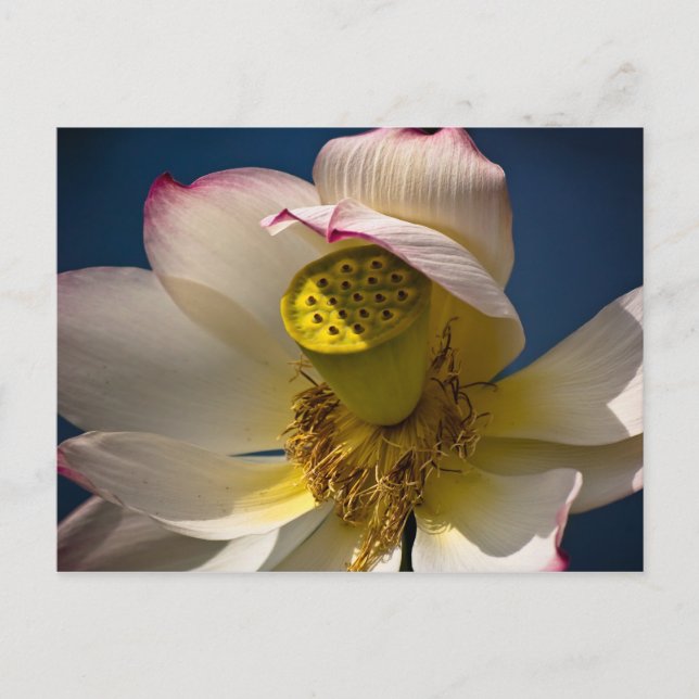 A Lotus Blossom Postcard (Front)