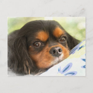 A Love Like No Other Cavalier King Charles Spaniel Postcard