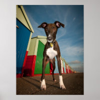 A Lurcher Standing In Front Of Some Beach Huts