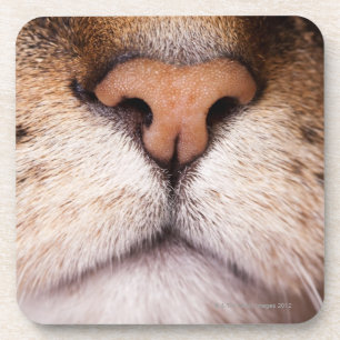 A macro image of a cat's nose and mouth. coaster