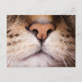 A macro image of a cat's nose and mouth. postcard
