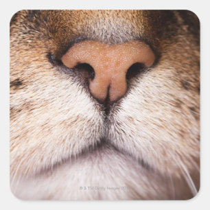 A macro image of a cat's nose and mouth. square sticker