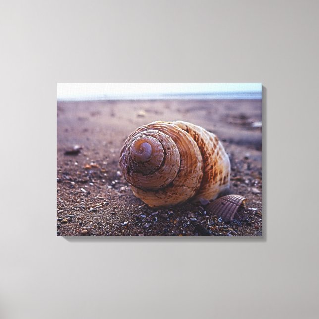 A Macro View Of A Spiral Shell Canvas Print (Front)