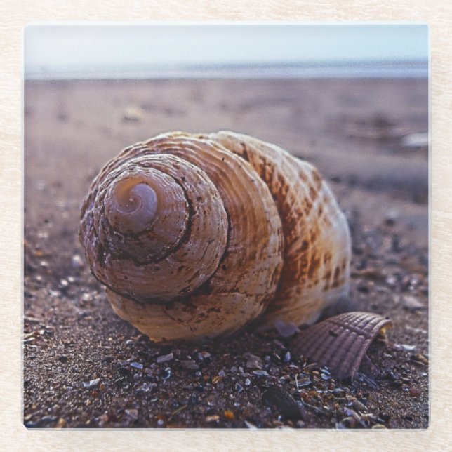 A Macro View Of A Spiral Shell Glass Coaster (Front)