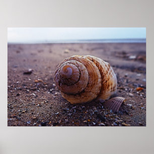 A Macro View Of A Spiral Shell Poster