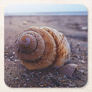 A Macro View Of A Spiral Shell Square Paper Coaster