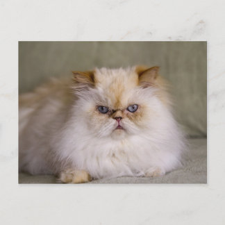 A mad, upset, reclining Flame Point Himalayan Postcard