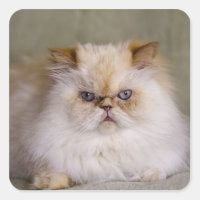 A mad, upset, reclining Flame Point Himalayan