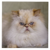 A mad, upset, reclining Flame Point Himalayan