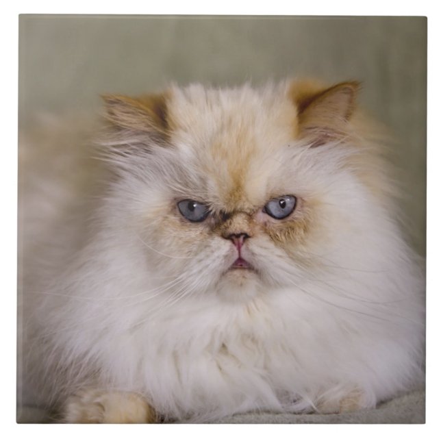 A mad, upset, reclining Flame Point Himalayan Tile (Front)
