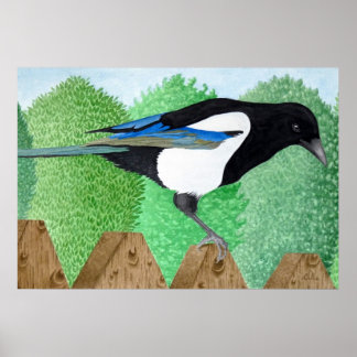 A Magpie perched on a fence Poster