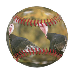 A male Female Turkey Pair Photograph in Fall Baseball