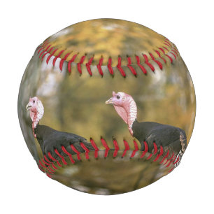 A male Female Turkey Pair Photograph in Fall Baseball