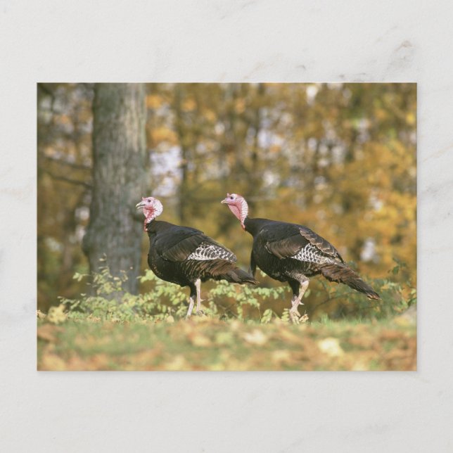 A male Female Turkey Pair Photograph in Fall Postcard (Front)
