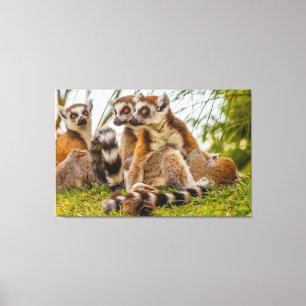 a male lemur hugs his female on stretched canvas