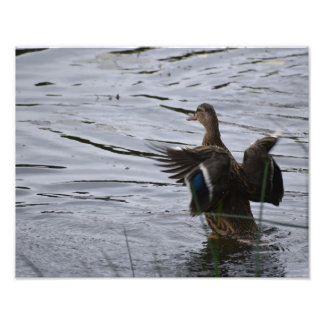 A Mallard duck flapping her wings. Photo Print